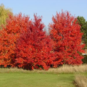 Javor červený (Acer rubrum) - výška 40-60 cm, kont. C3L